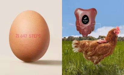 Élevées en plein air ? Ce compteur de pas pour poules pondeuses le garantit !