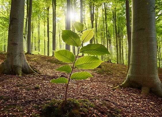 Forêt dense avec de grands arbres et une jeune pousse au premier plan