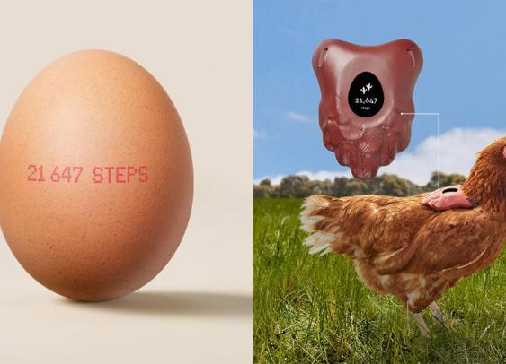 Élevées en plein air ? Ce compteur de pas pour poules pondeuses le garantit !
